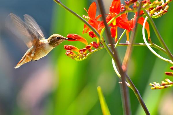 Humming Beauty