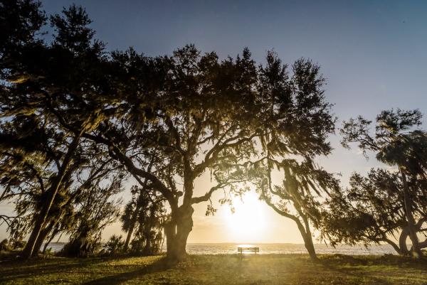 Oak Serenity Sunrise picture