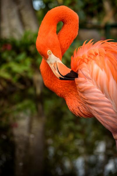 Flamingo Beauty