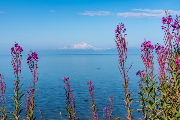 Fireweed Framed Beauty picture