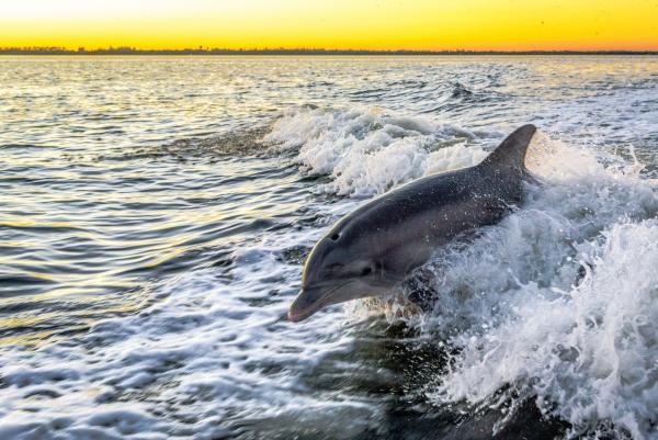 Sunset Dolphin picture