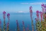 Fireweed Framed Beauty