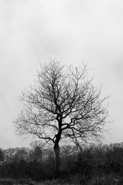 Black And White In Snow picture