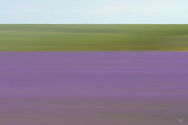 Lavender In Motion
