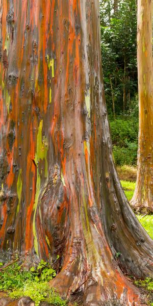 Rainbow Eucalyptus picture