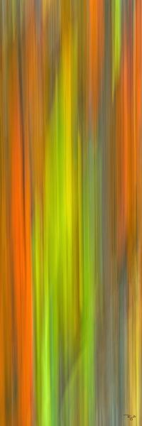 Rainbow Eucalyptus In Motion