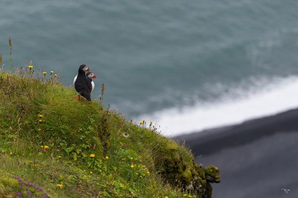 Puffins Pondering