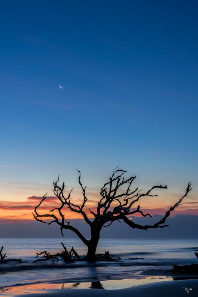 Moon Dance picture