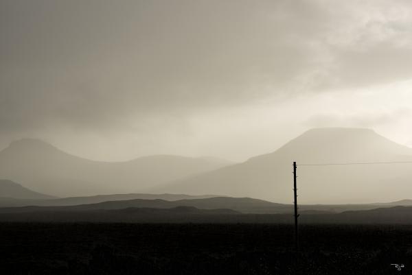 Scottish Fog