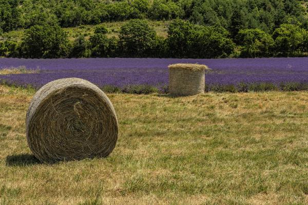 Lavender And Bales