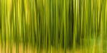 Bamboo In Abstract