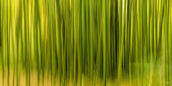 Bamboo In Abstract picture