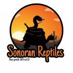 Sonoran Reptiles