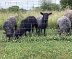Tweedside Farm Gotlands