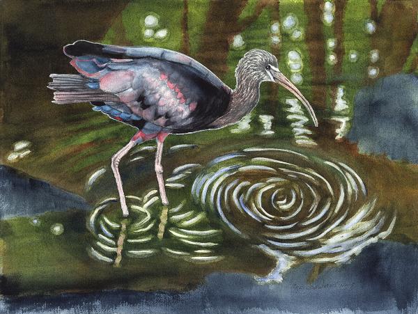 Glossy Ibis picture
