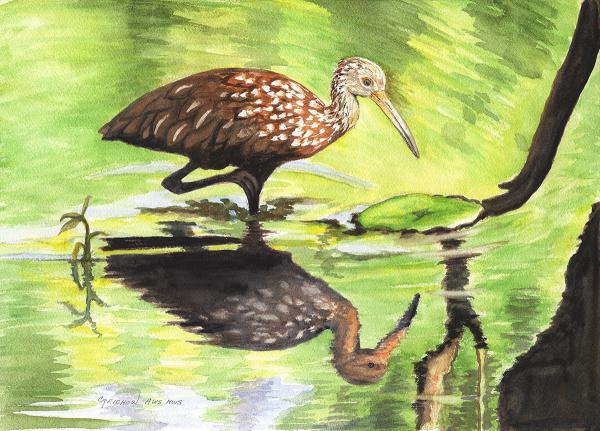 Foraging Limpkin