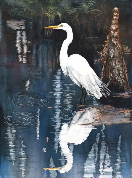 Cypress Knee and Egret picture