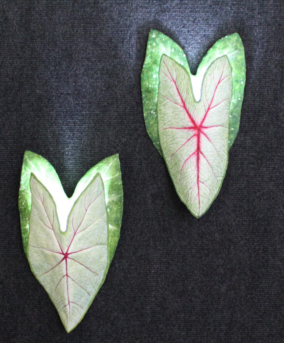 Caladium Sconce red vein picture