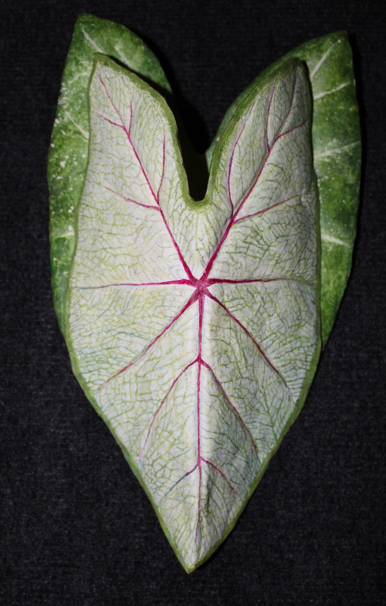 Caladium Sconce red vein picture