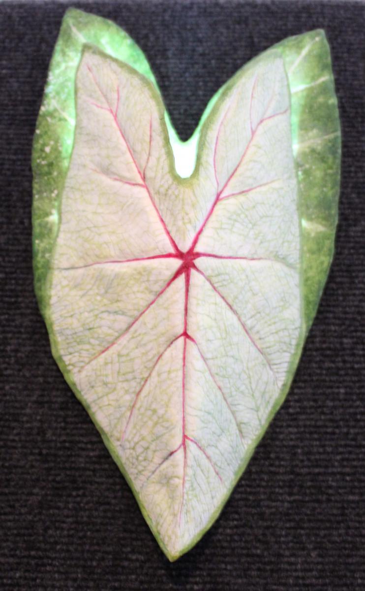 Caladium Sconce red vein picture