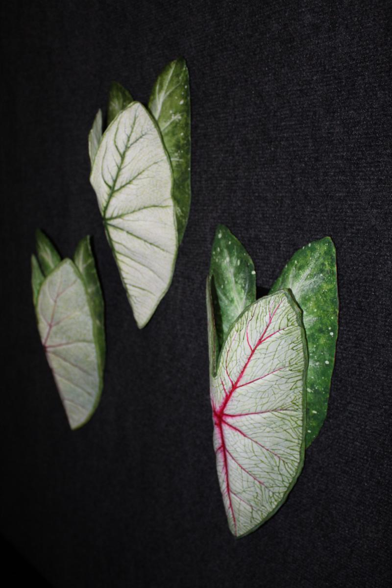Caladium Sconce Large Green and white picture