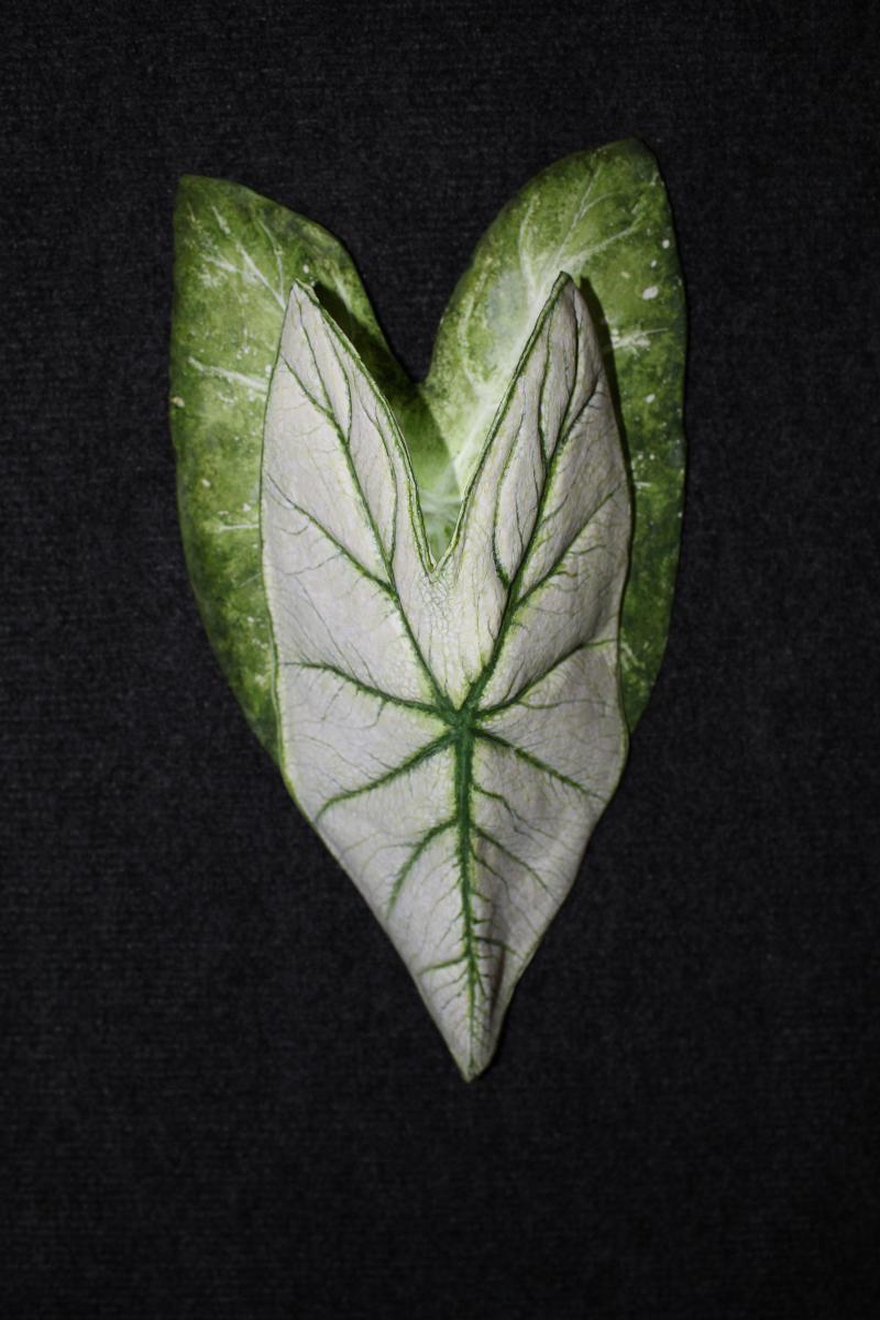 Caladium Sconce Large Green and white picture