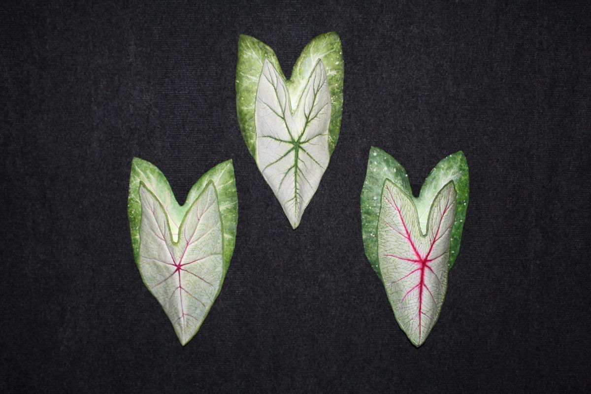 Caladium Sconce Large Green and white picture