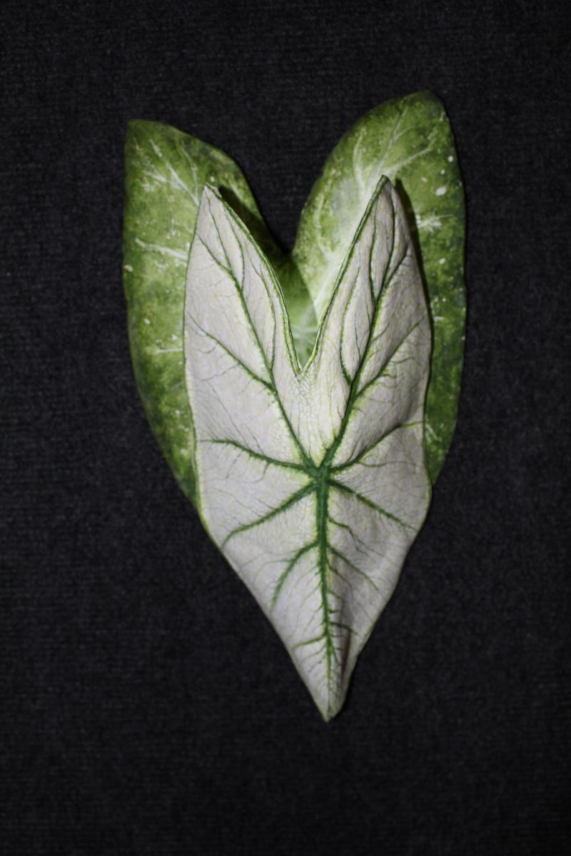 Caladium Sconce Large Green and white picture