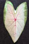Caladium Sconce red vein