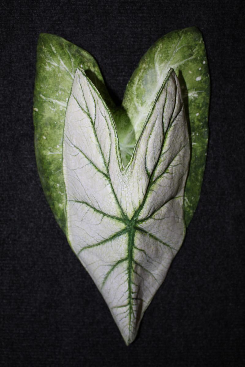 Caladium Sconce Large Green and white picture