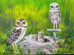 Burrowing Owl Family