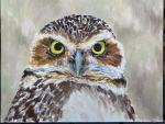 Burrowing Owl Beauty