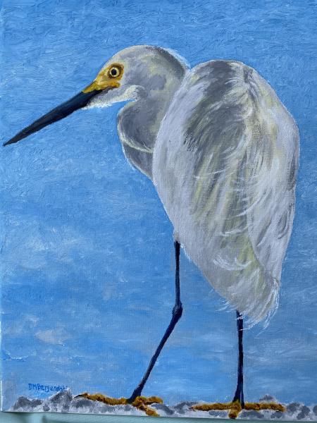 Snowy Egret picture