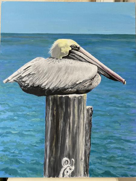 Captiva Pelican picture