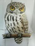 owl