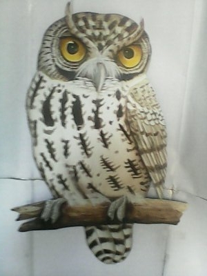 owl picture