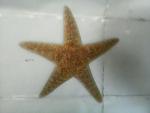 star fish