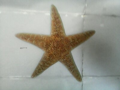 star fish picture