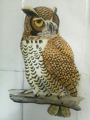 owl picture