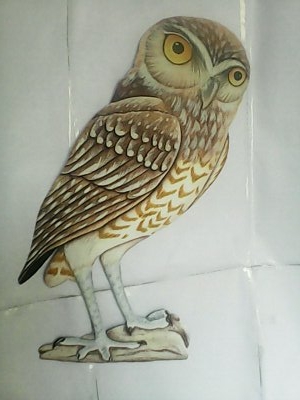 owl picture