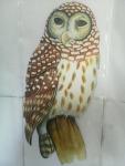 owl