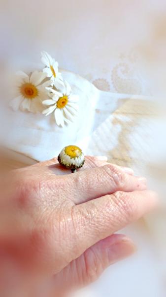 wild daisy ring picture