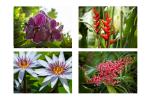 Limited Edition: Pinecrest Gardens Greeting Cards