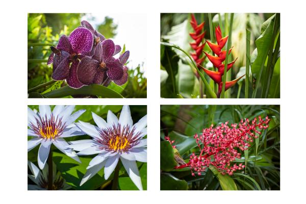 Limited Edition: Pinecrest Gardens Greeting Cards picture