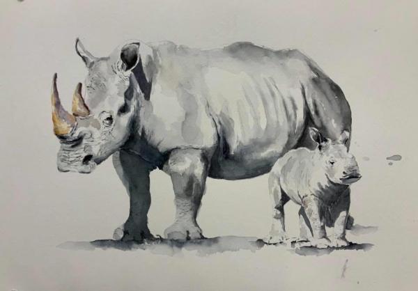 Rhinos picture