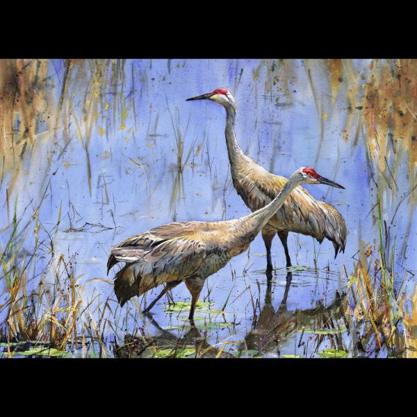 "Sandhills in the Shallows"