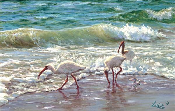 Indian Rocks Beach Ibis picture