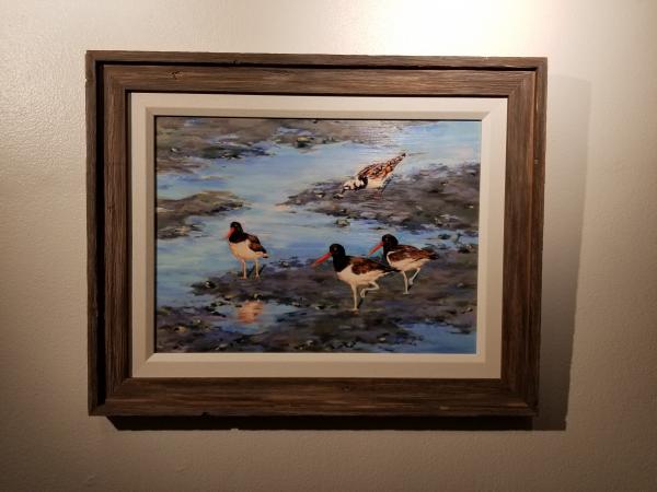 Sunset medley - Oystercatchers picture