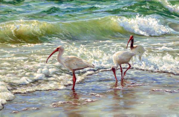 Indian Rocks beach Ibis