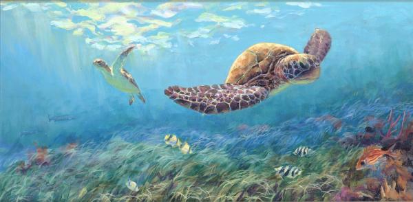 Seagrass turtle picture